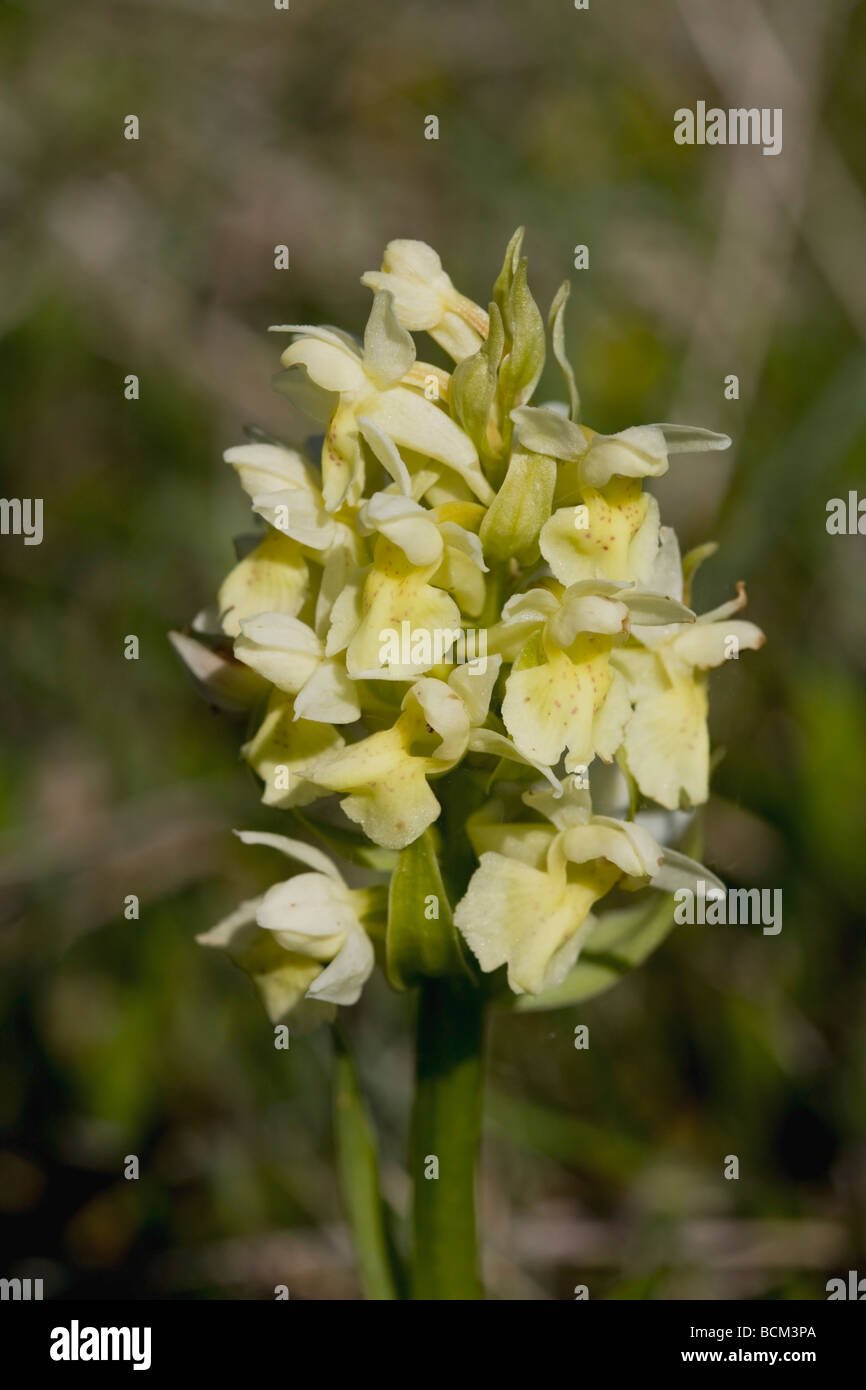 Elder-flower Orchid (Dactylorhiza sambucina) yellow variant Stock Photo