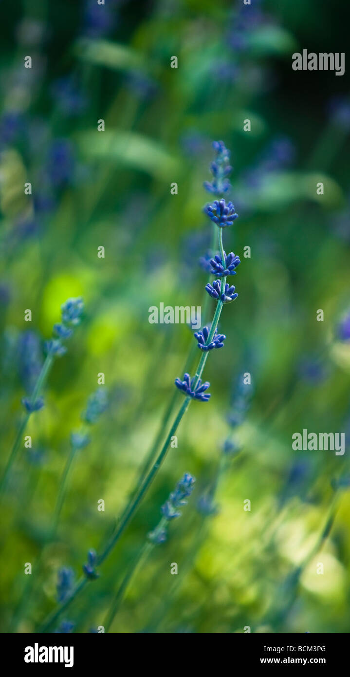 blue salvia flower Stock Photo