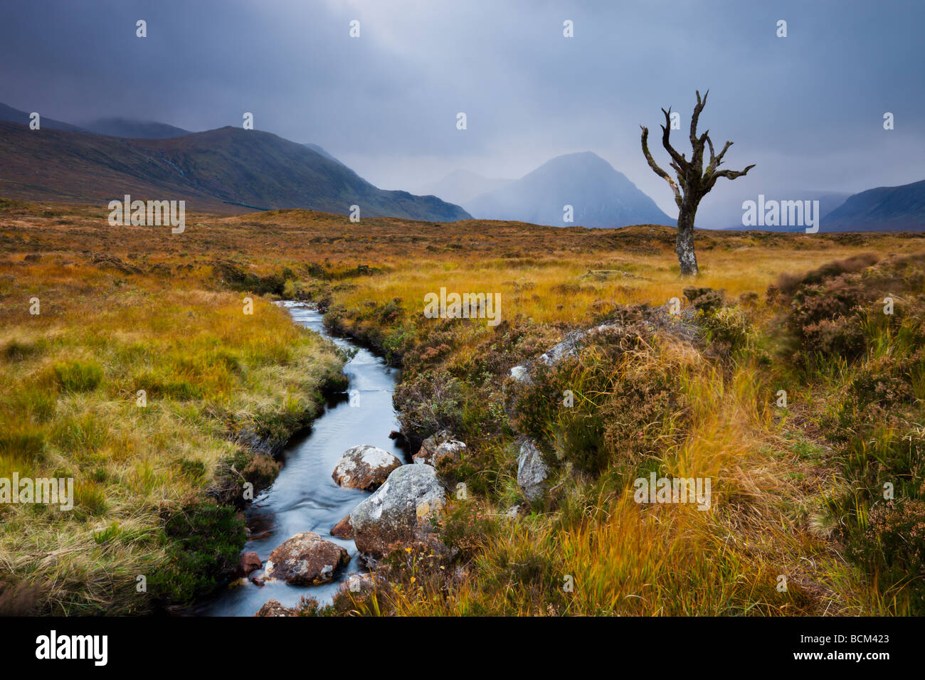 Dead tree and stream on moorland wilderness of Rannoch Moor Highlands Scotland October 2009 Stock Photo