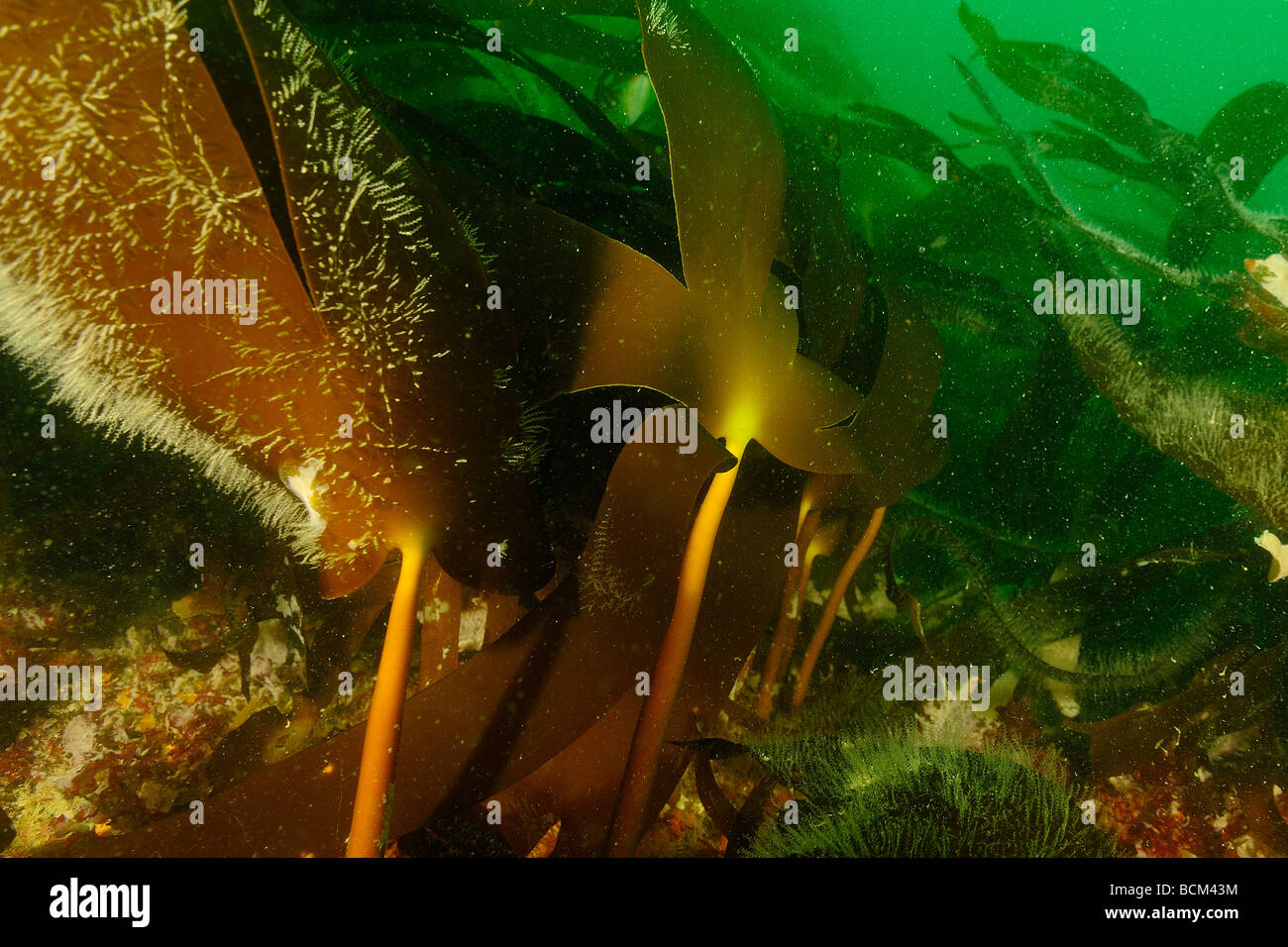 Oarweed kelps in North Brittany Stock Photo