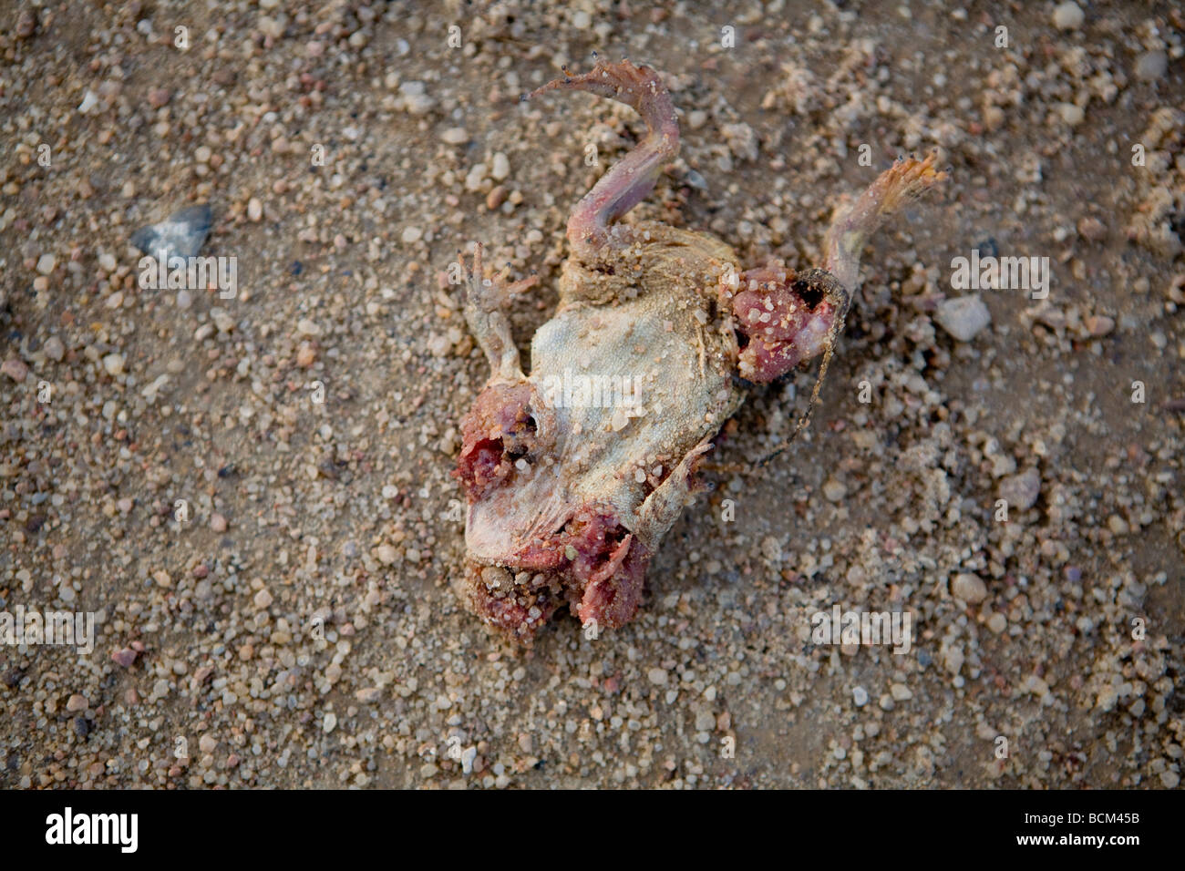 Dead toad laying on a gravel road Stock Photo