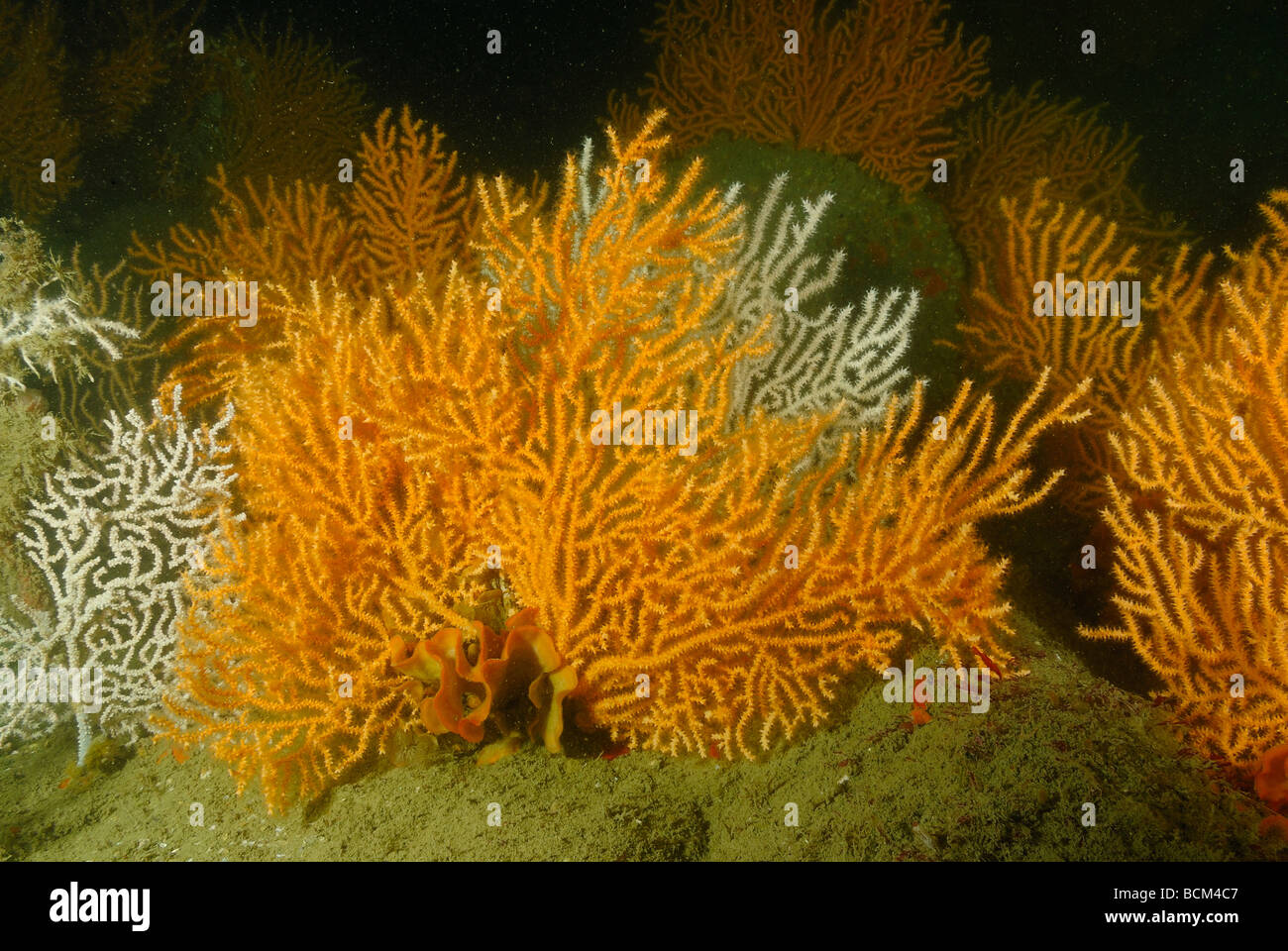 Orange gorgonian sea fan in North Brittany Stock Photo