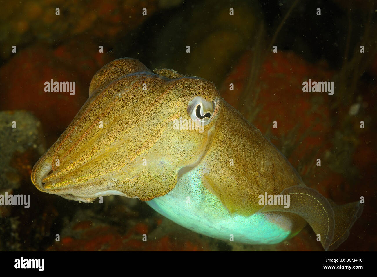 Common cuttlefish in North Brittany Stock Photo