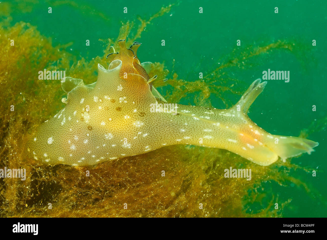 Sea slug in North Brittany Stock Photo