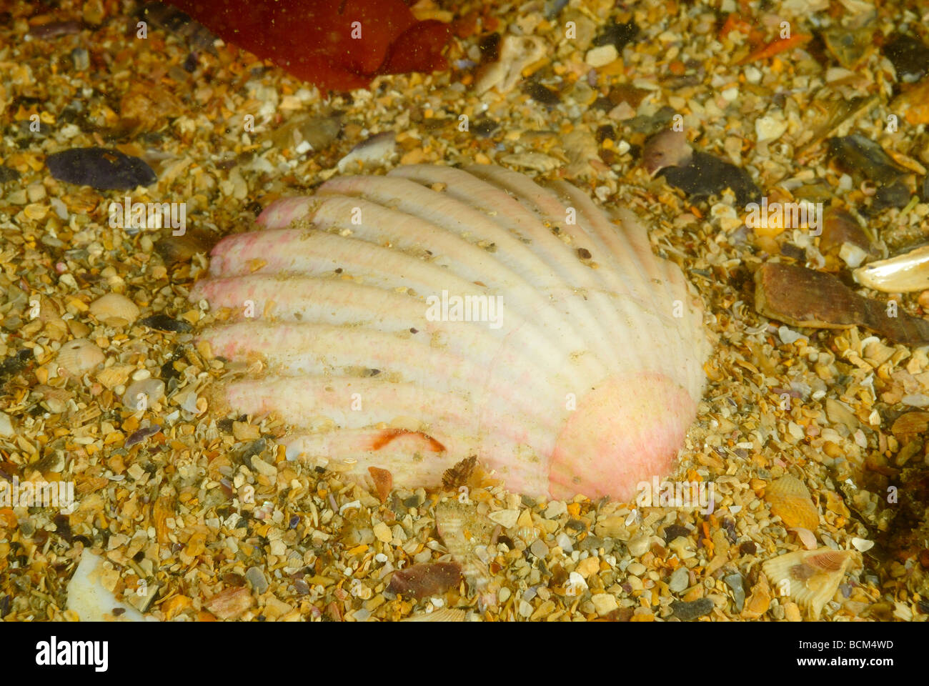 Scallop underwater hires stock photography and images Alamy