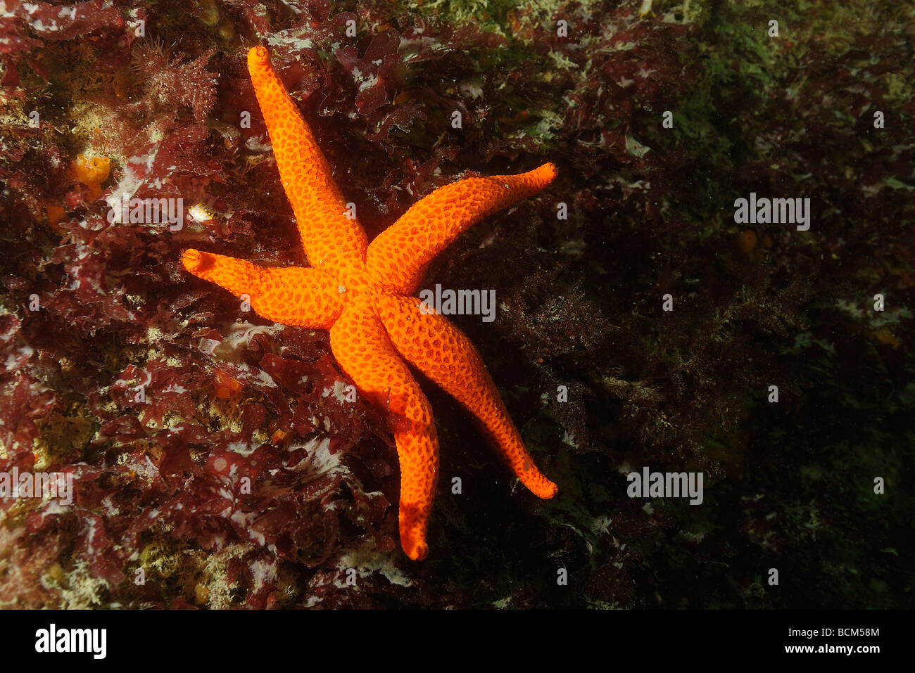 Red starfish in North Brittany Stock Photo