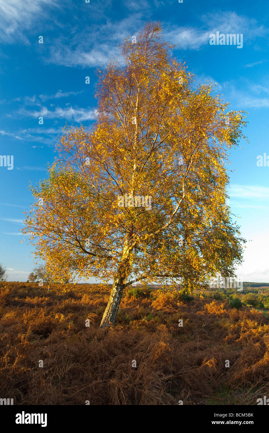 A single Birch tree in autumn golden leaves and a blue sky Stock Photo