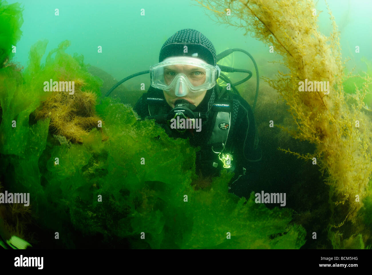 Scuba diver in a field of sea lettuce in North Brittany Stock Photo