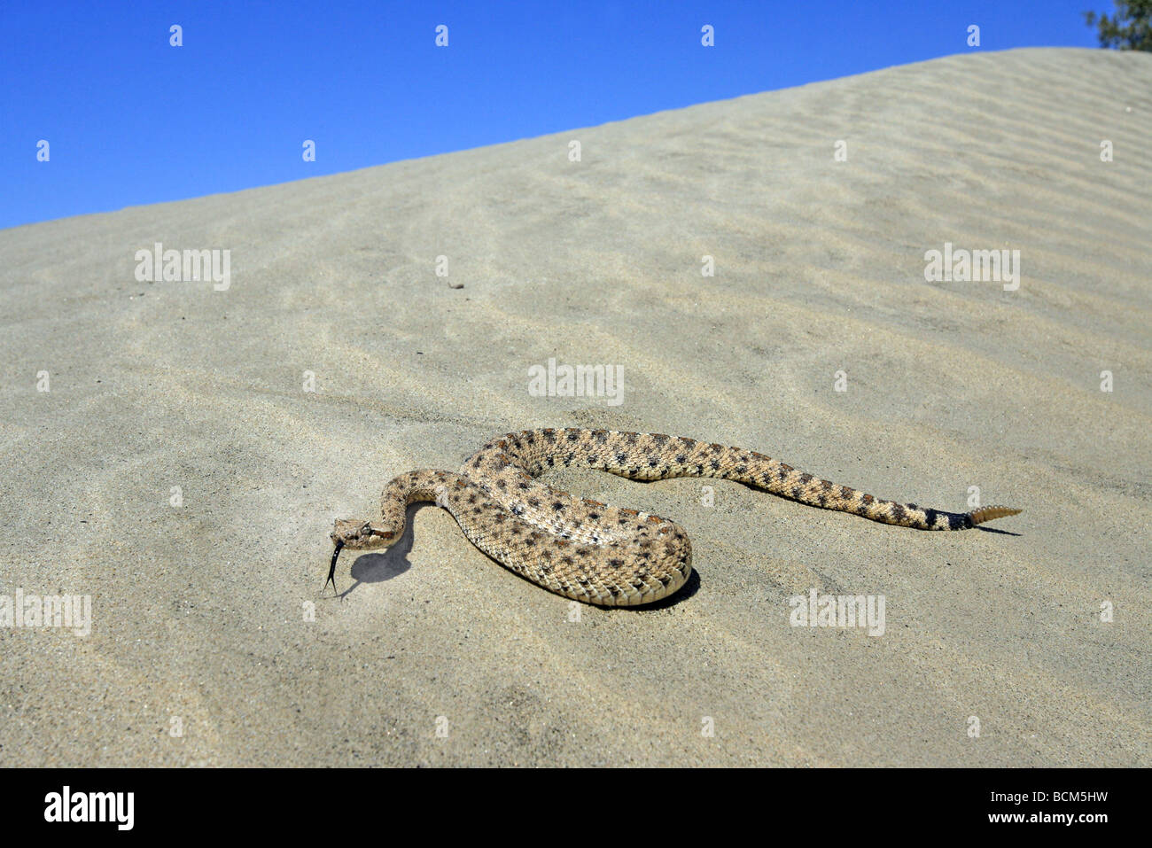 Sidewinder (Rattlesnake) Stock Photo