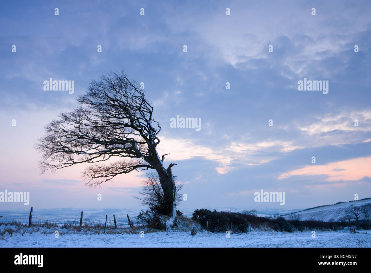 Windswept tree on Raddon Hill in Mid Devon England February 2009 Stock Photo