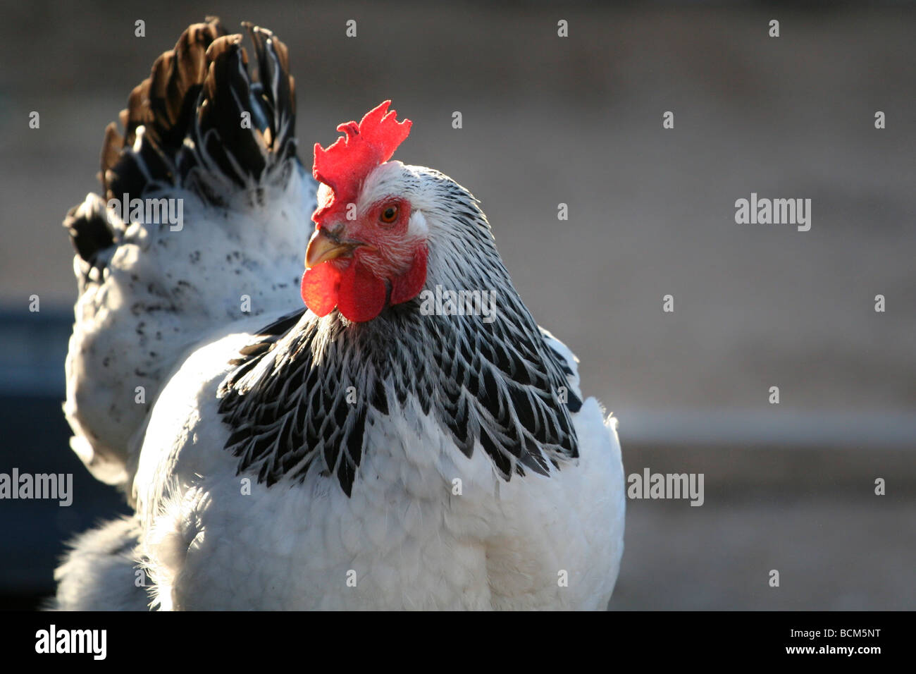 Giant chicken Brahma standing on ground in Farm area 8954225 Stock Photo at  Vecteezy