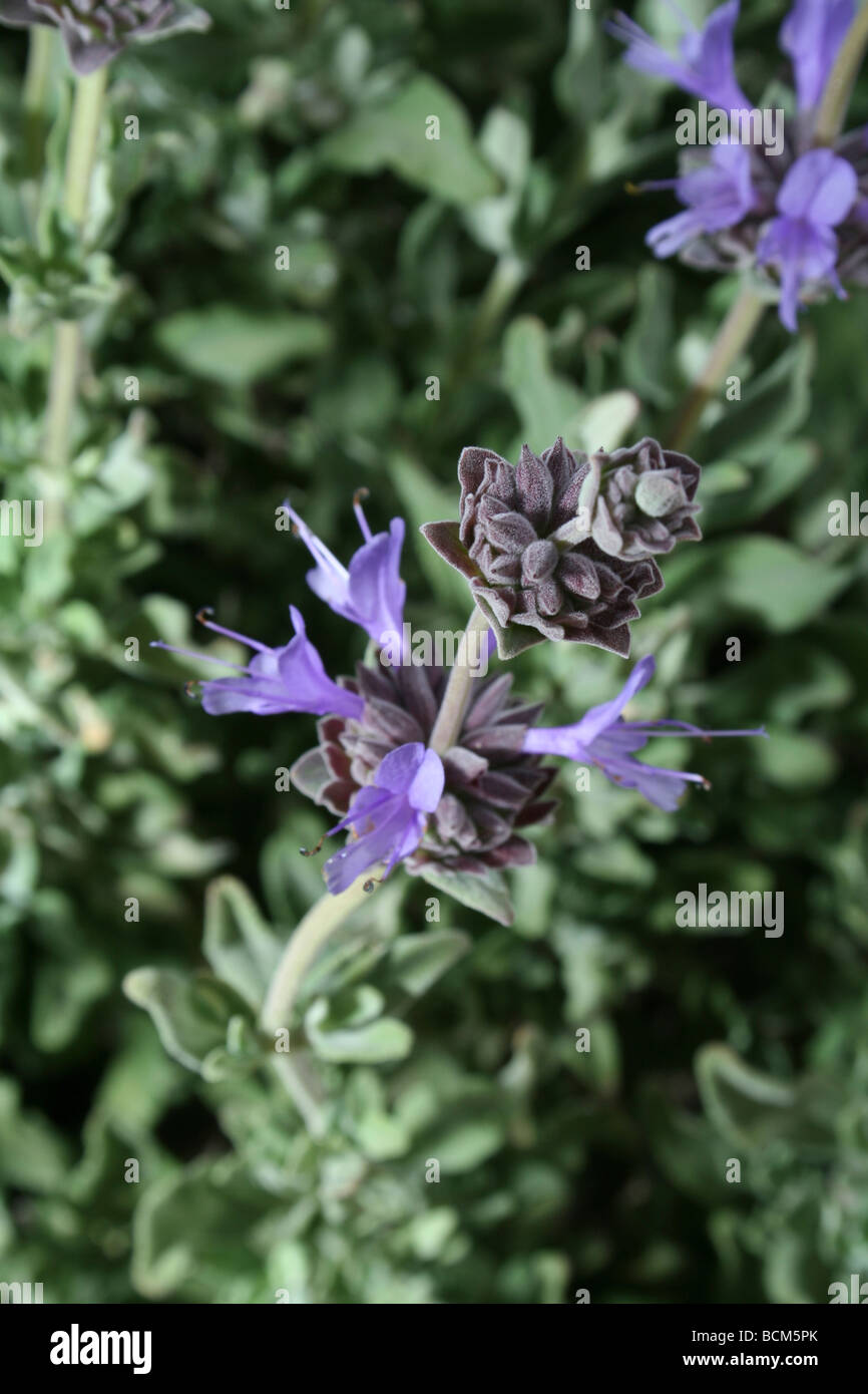 Chaparral sage flower on plant. Stock Photo