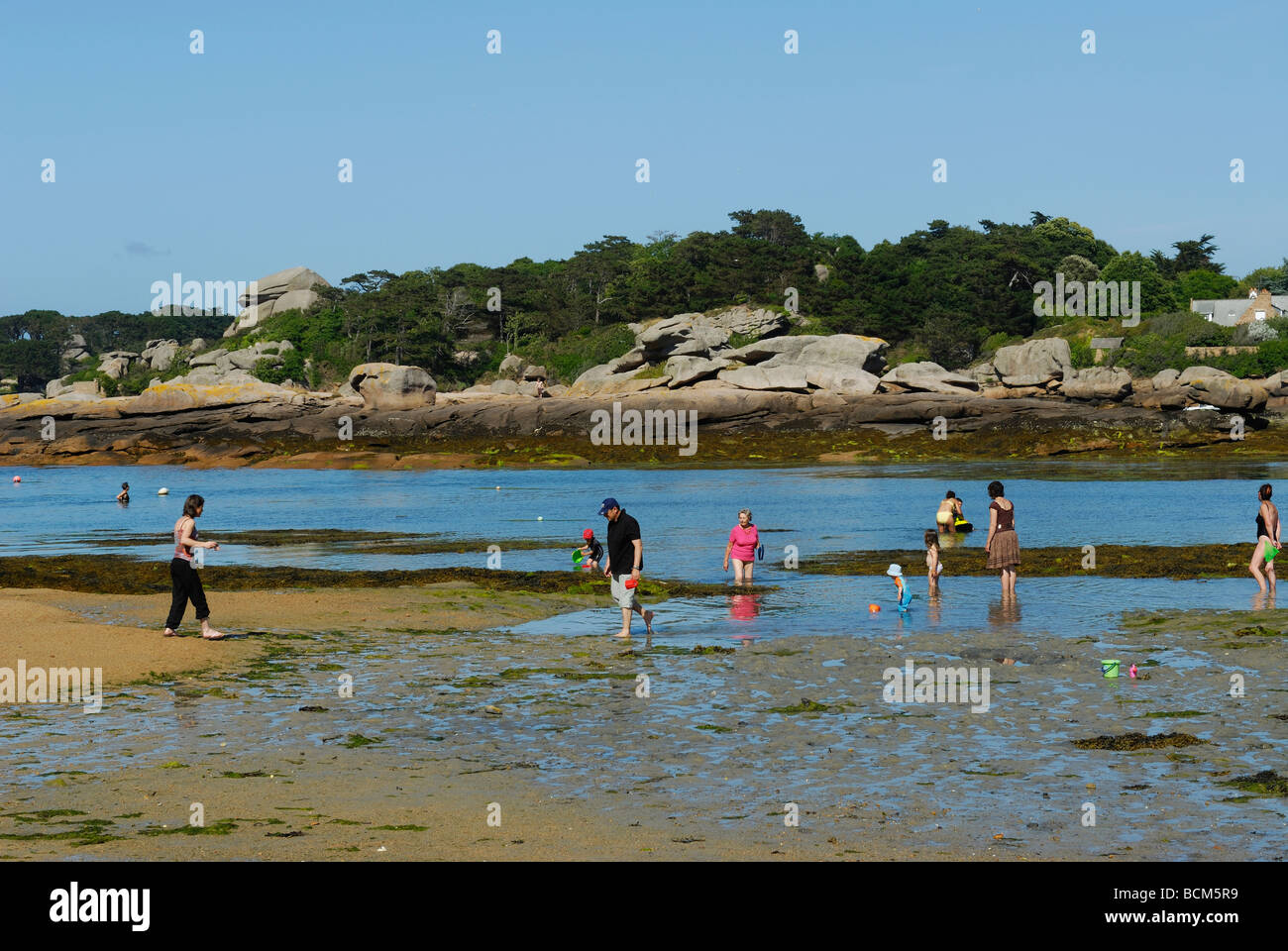 People looking for shells in the mud at low tide in Ploumanach Stock Photo