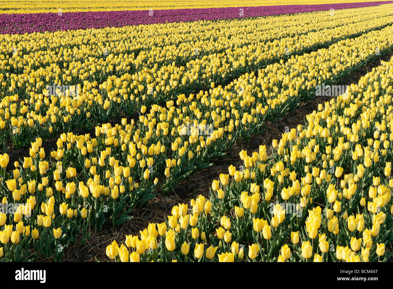 Bollenstreek hi-res stock photography and images - Alamy