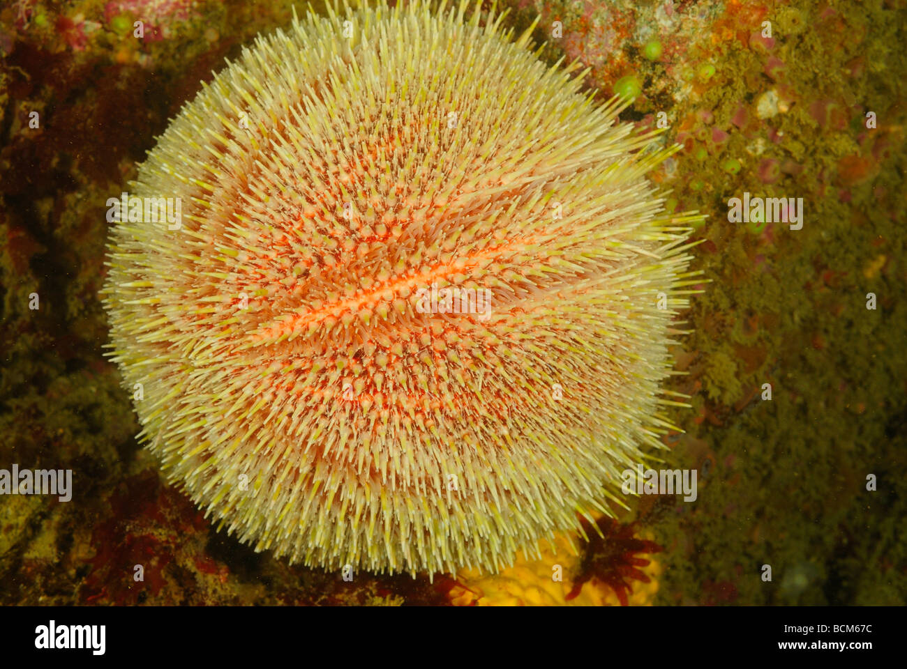 Edible sea urchin hires stock photography and images Alamy