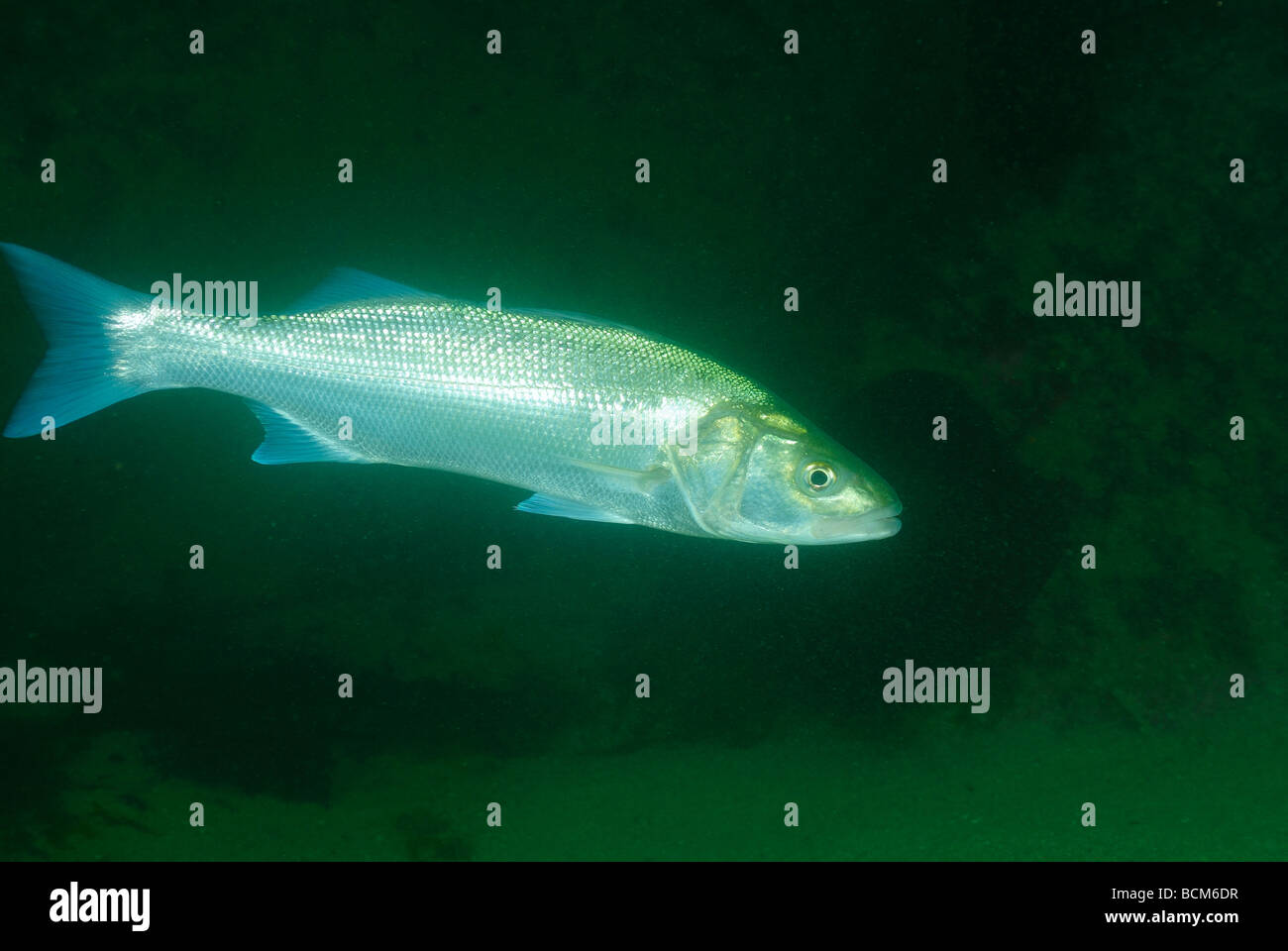 Bass fish in North Brittany Stock Photo Alamy