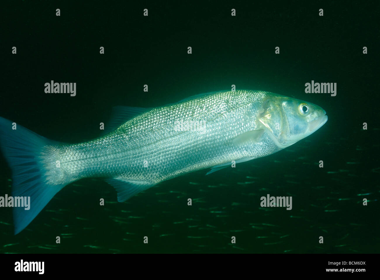 Bass fish in North Brittany Stock Photo Alamy