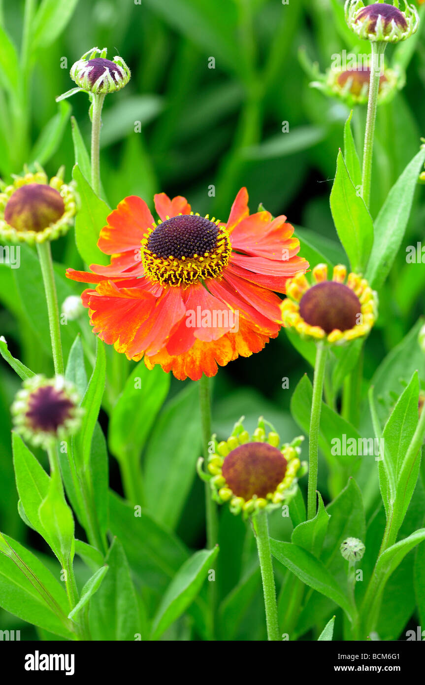 Red daisy helenium in full flower with foliage Stock Photo