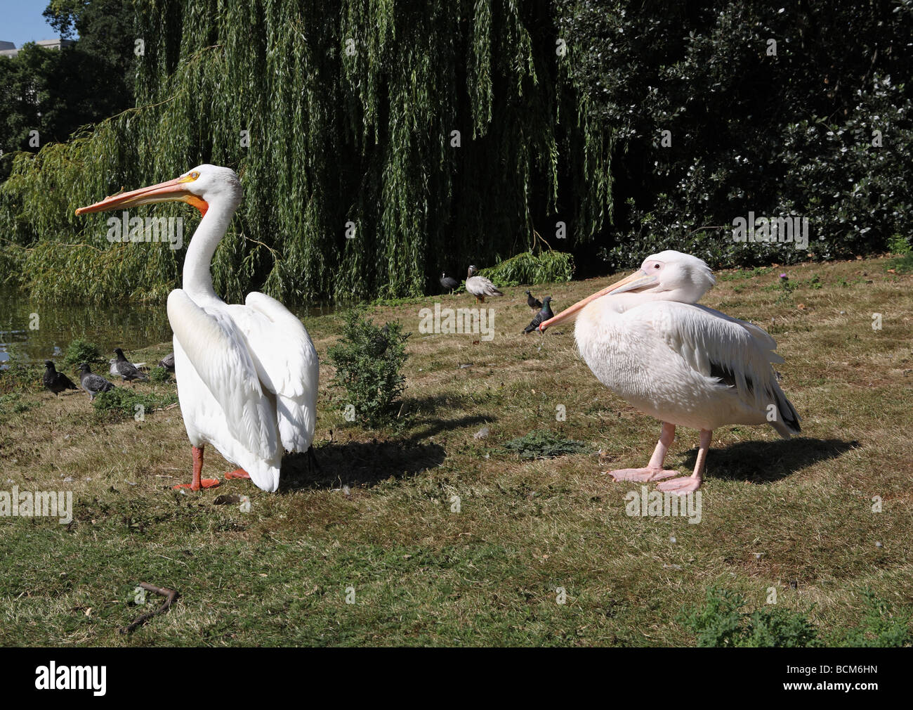 Two pelicans in St James's Park, London, England, UK Stock Photo - Alamy