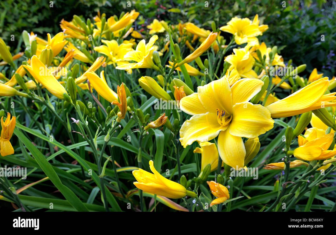 Day lilies in garden setting Stock Photo Alamy