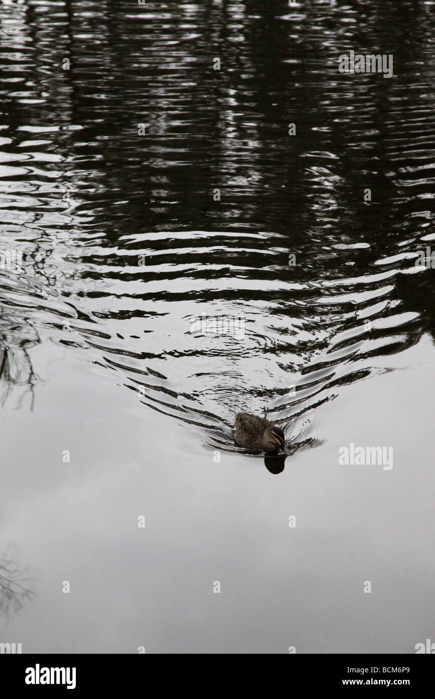 duck paddling on river Stock Photo Alamy