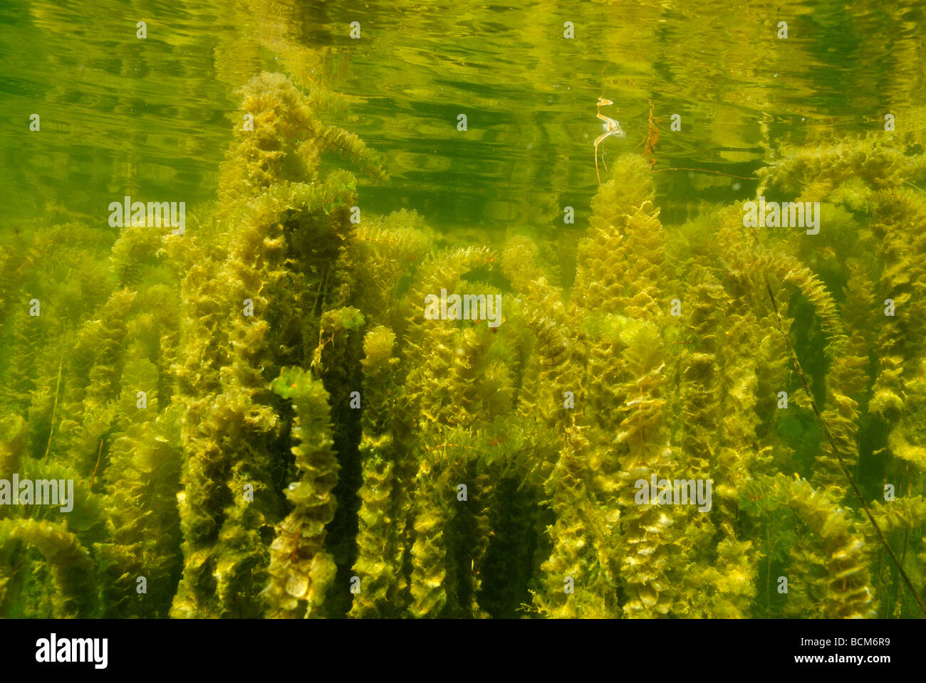 Hydrilla In Water