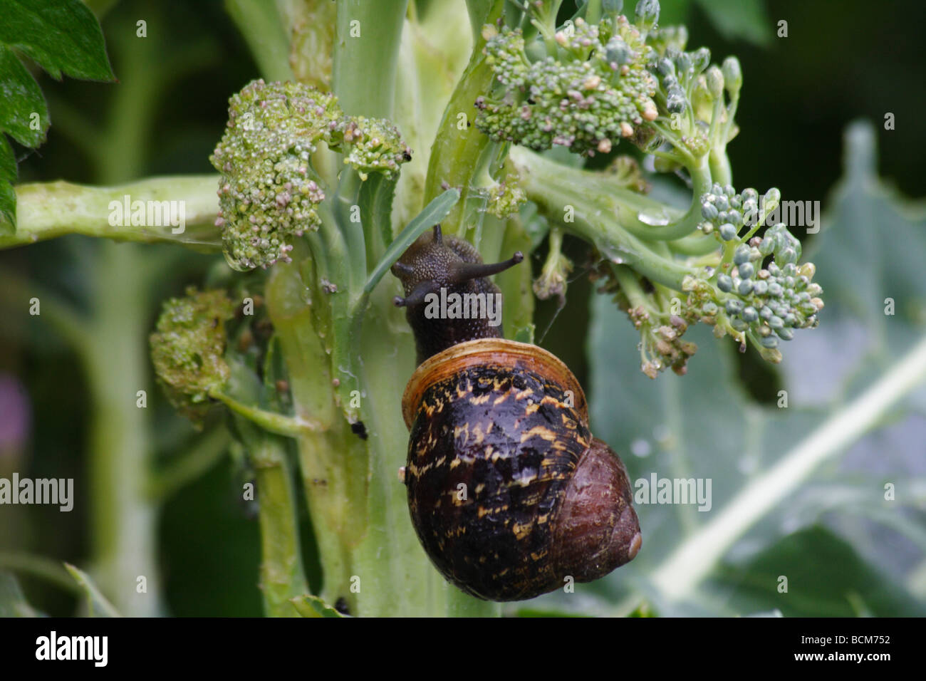 Hedgehog eating snails hires stock photography and images Alamy