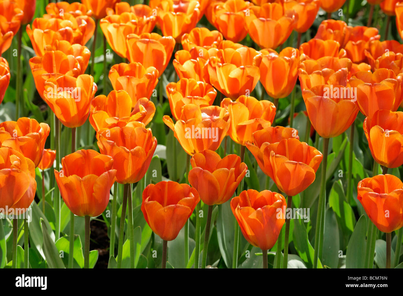Annie Schilder triumph tulips. Keukenhof Garden, Lisse, South Holland, Netherlands. Stock Photo