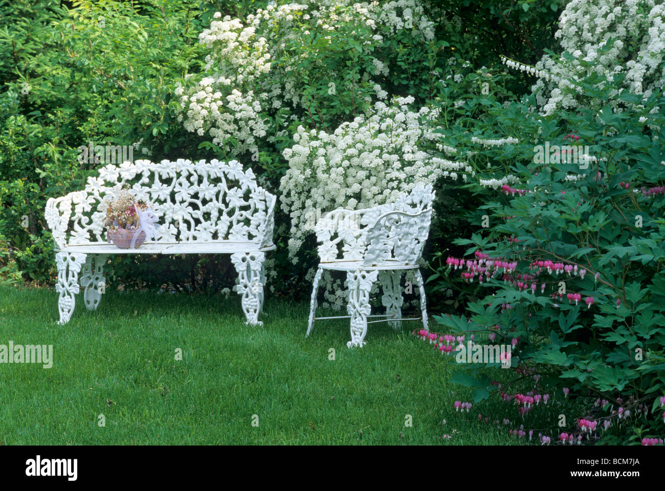 WHITE GARDEN IN RURAL MINNESOTA INCLUDES BRIDAL WREATH AND WHITE BLEEDING HEART AND VICTORIAN IRON FURNITURE.  JUNE Stock Photo