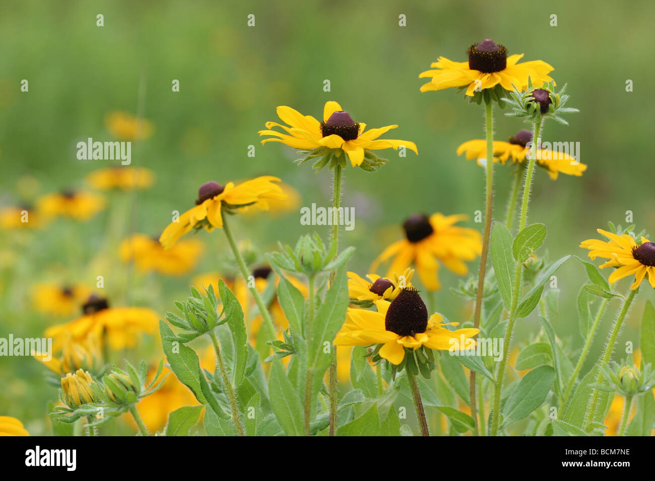 Blackeyed Susan flowers Stock Photo Alamy