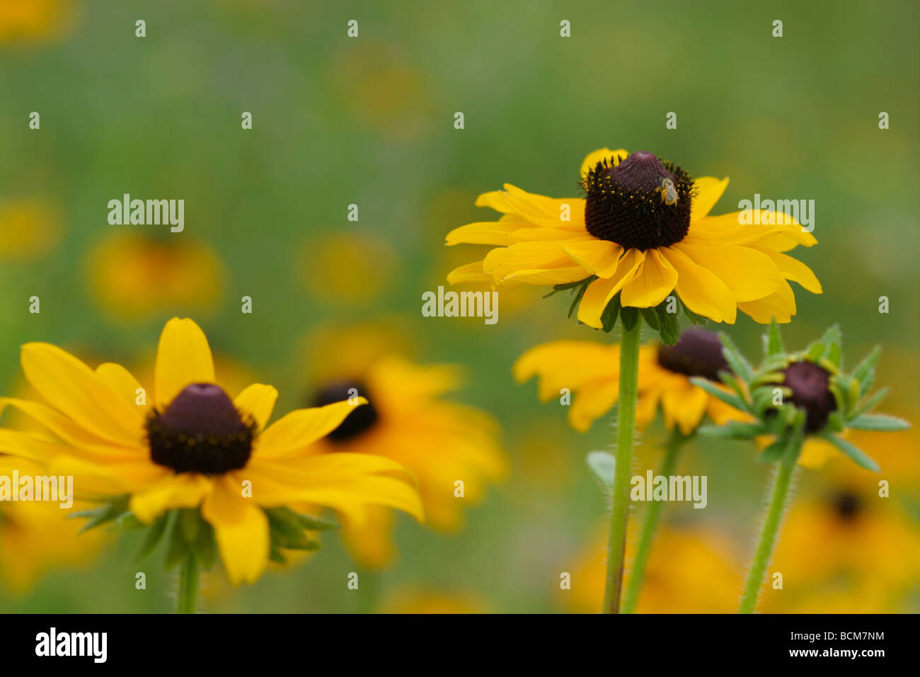 Rudbeckia flowers Stock Photo