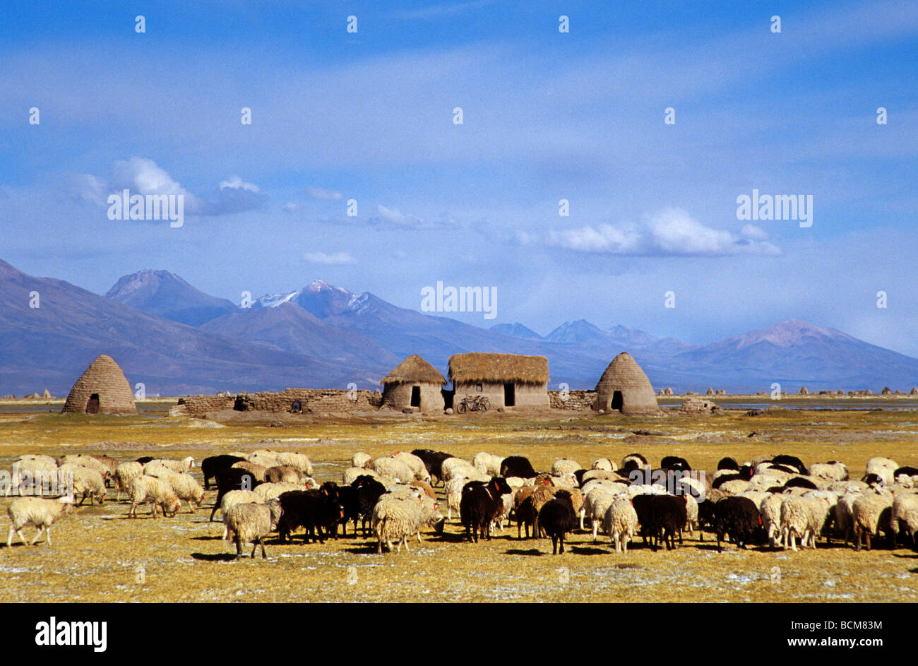 Flock of sheep, Santa Ana de Chipaya, Bolivia Stock Photo