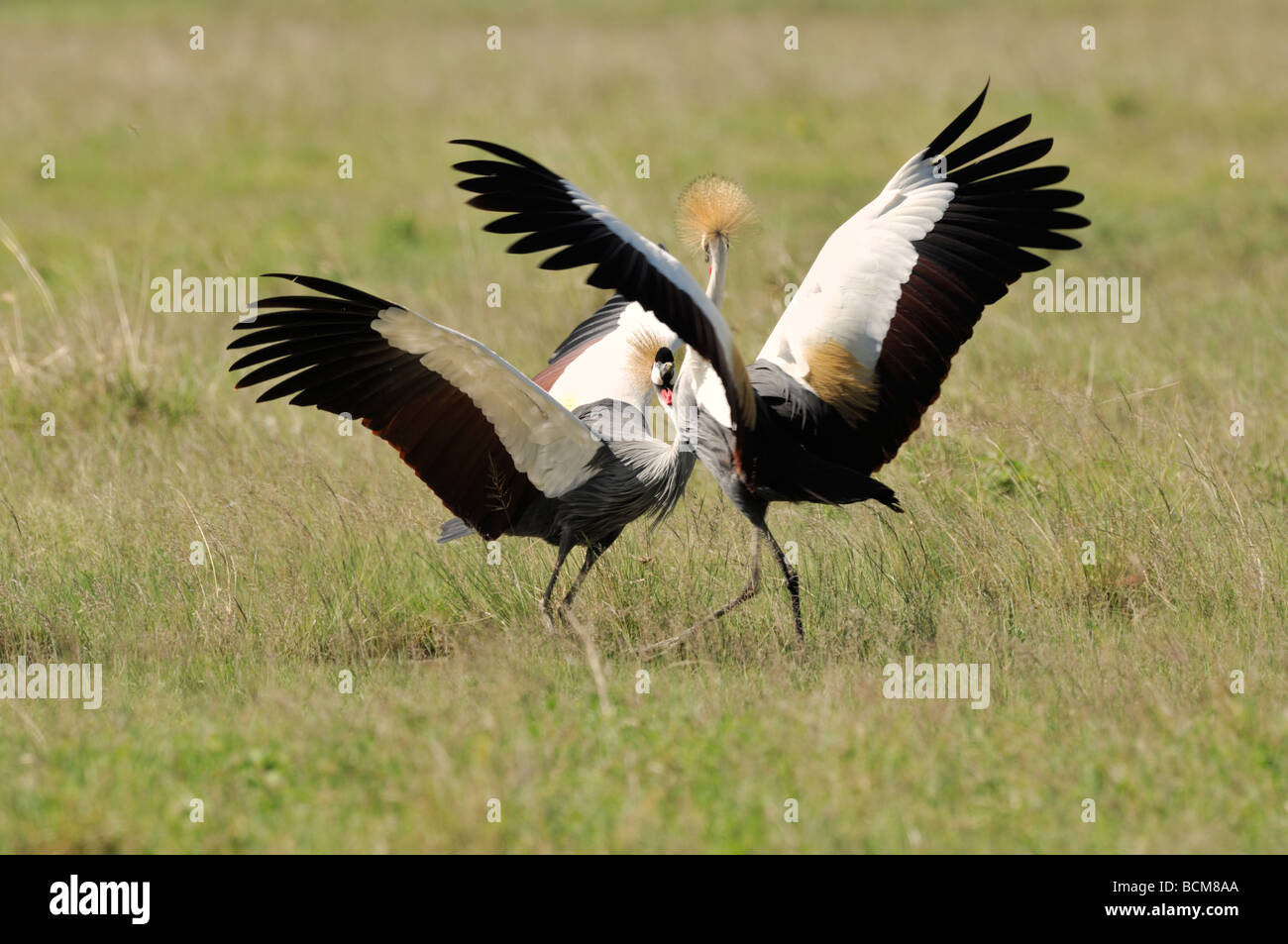 Stock photo of a gray-crowned crane breeding dance, Ngorongoro Crater, Tanzania, 2009. Stock Photo