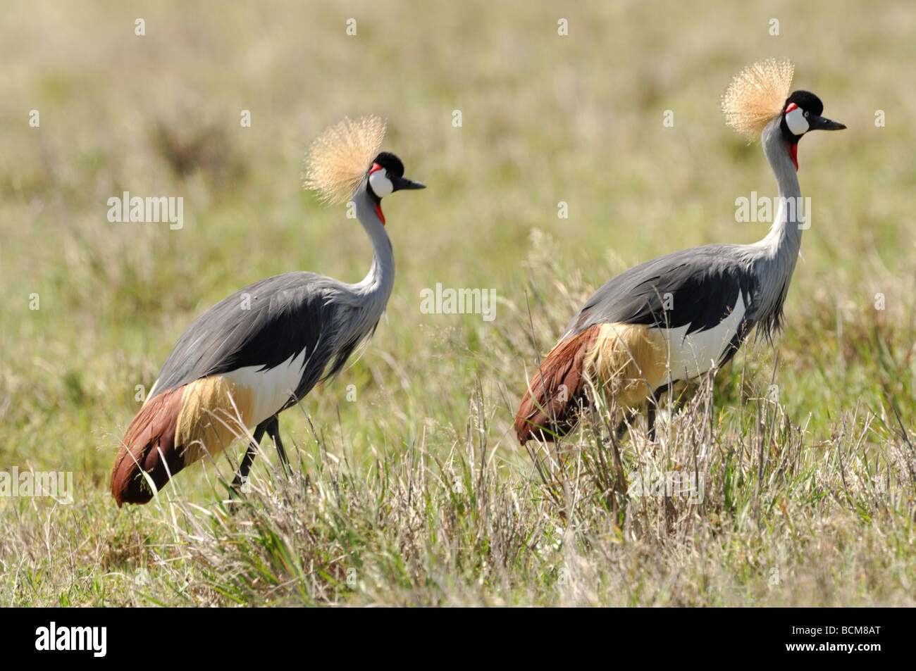 Stock photo of a gray-crowned crane walking across the grassland, Ngorongoro Crater, Tanzania, 2009. Stock Photo