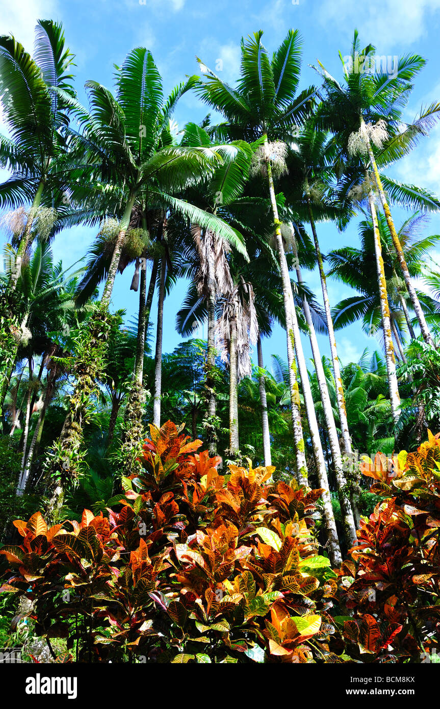 Tropical rain forest, Hawaii Stock Photo - Alamy