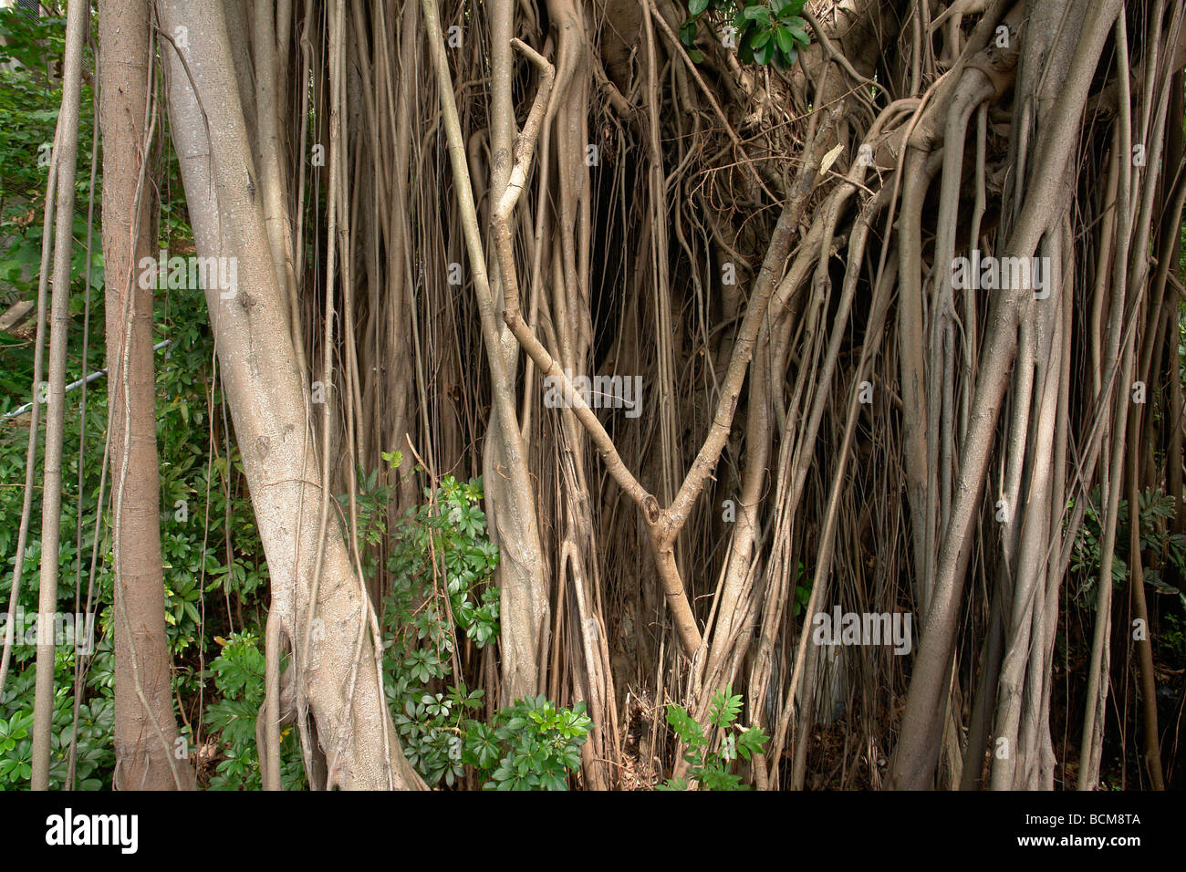 Big old tree at Stanley Bay Hong Kong Stock Photo