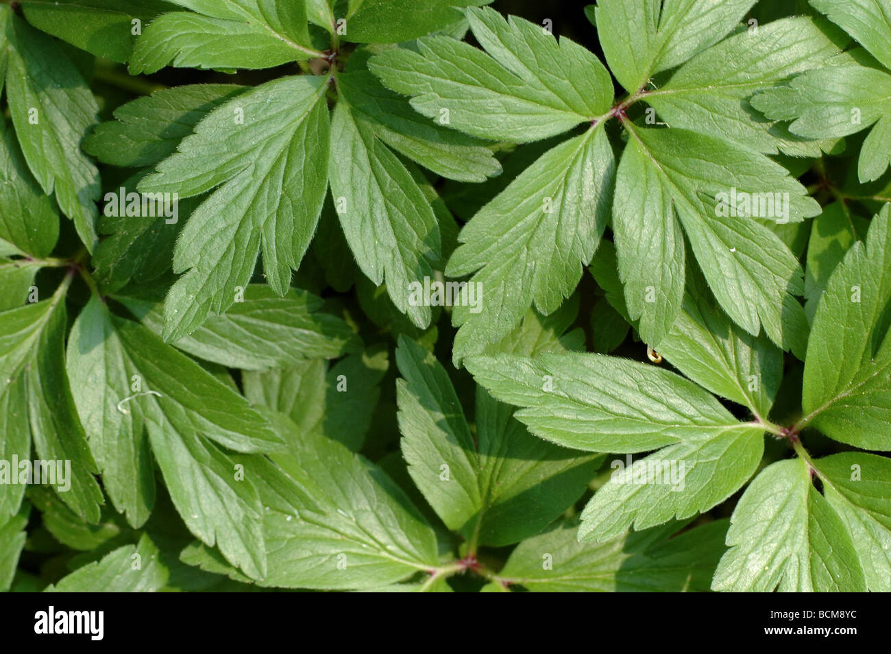 Green floral background of anemone leaves Stock Photo