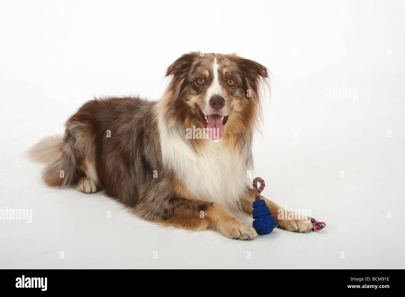 Australian Shepherd red merle with toy Stock Photo - Alamy