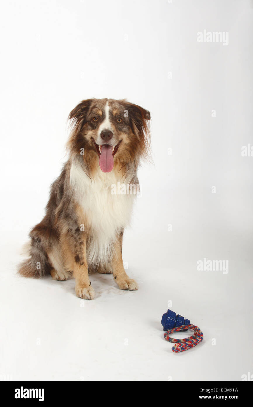 Australian Shepherd red merle with toy Stock Photo - Alamy