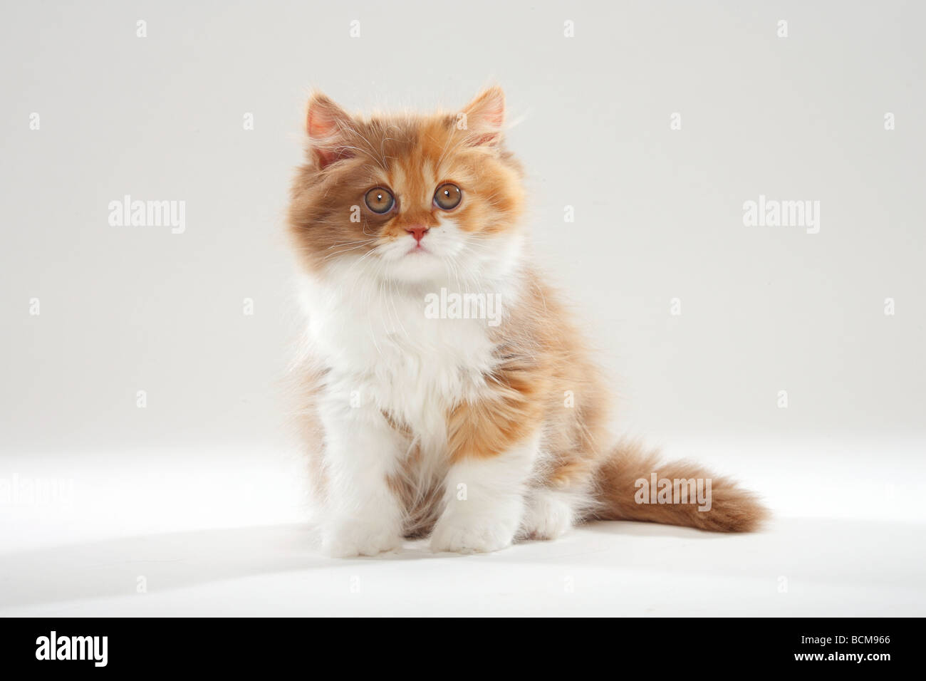 British Longhair Cat kitten cinnamon tortie white Highlander Lowlander