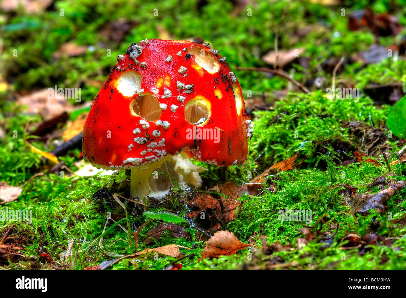 Detail of the fly poison amanita poisonous mushroom Stock Photo Alamy