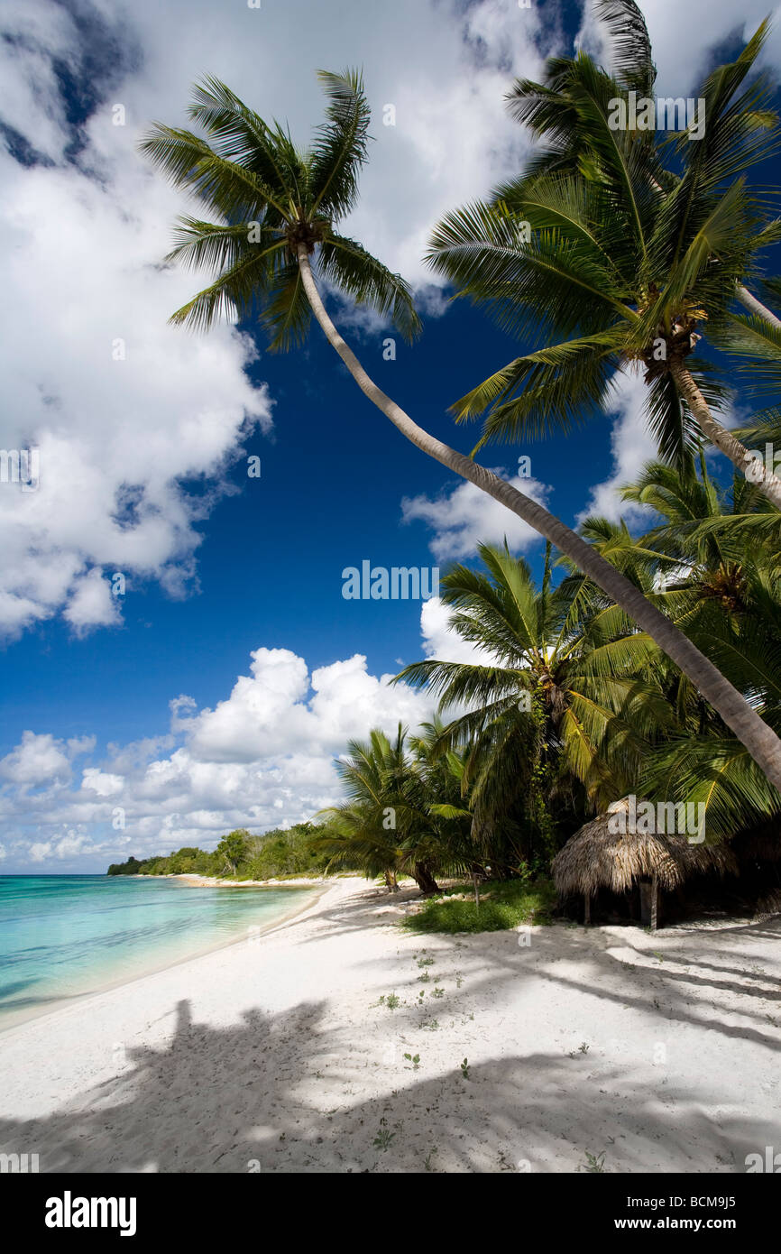 Beautiful white sand Dominica beach with palm trees Stock Photo
