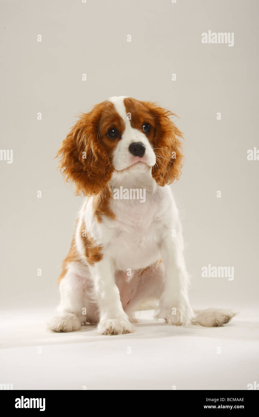 Cavalier King Charles Spaniel puppy 14 weeks Blenheim Stock Photo - Alamy