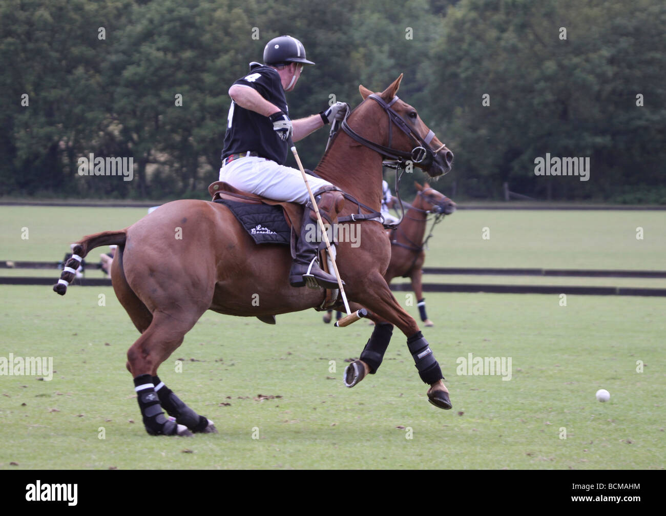 Polo player about to hit the ball Stock Photo Alamy