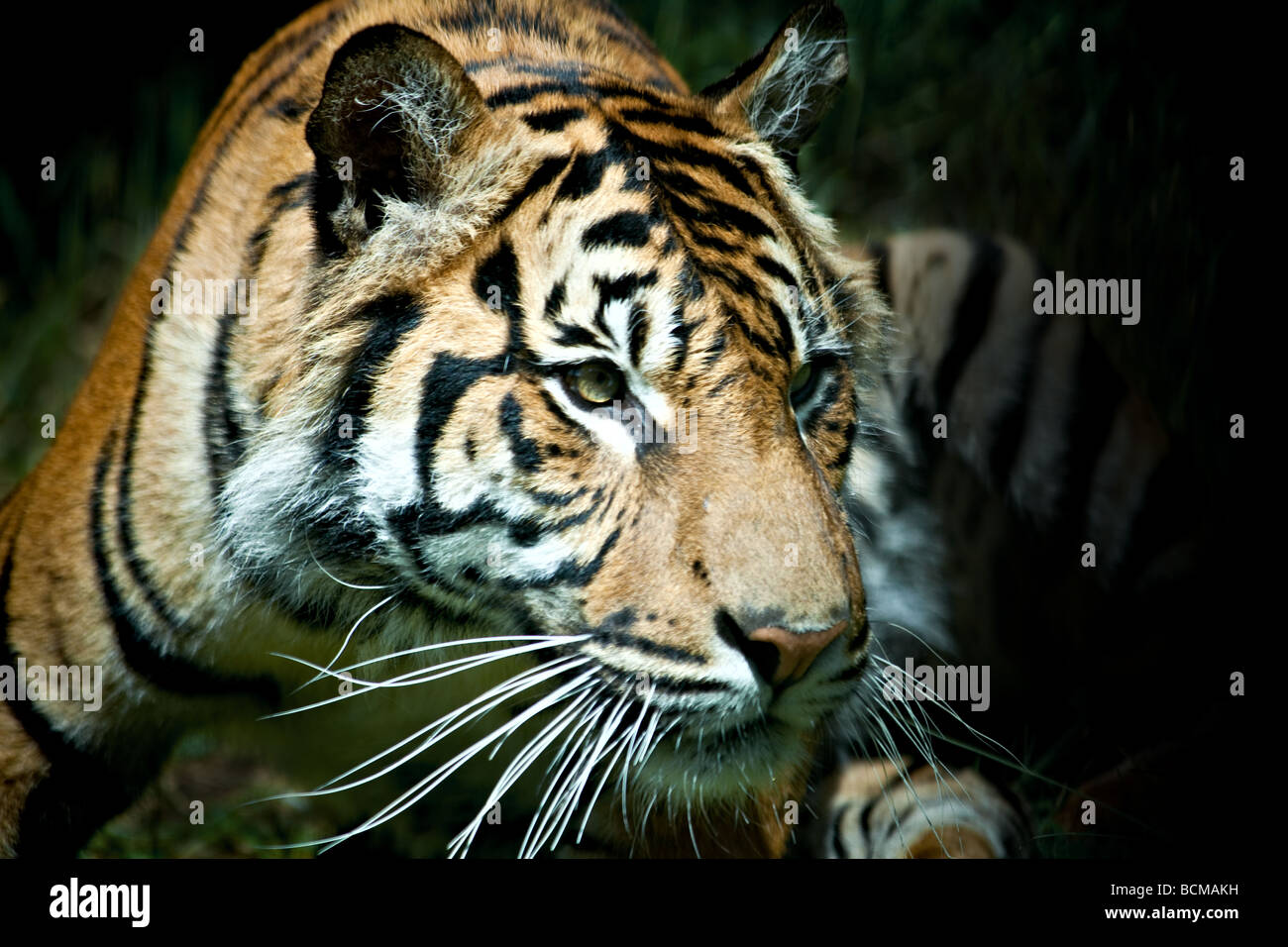 A Tiger Stalking Its Prey High Resolution Stock Photography and Images