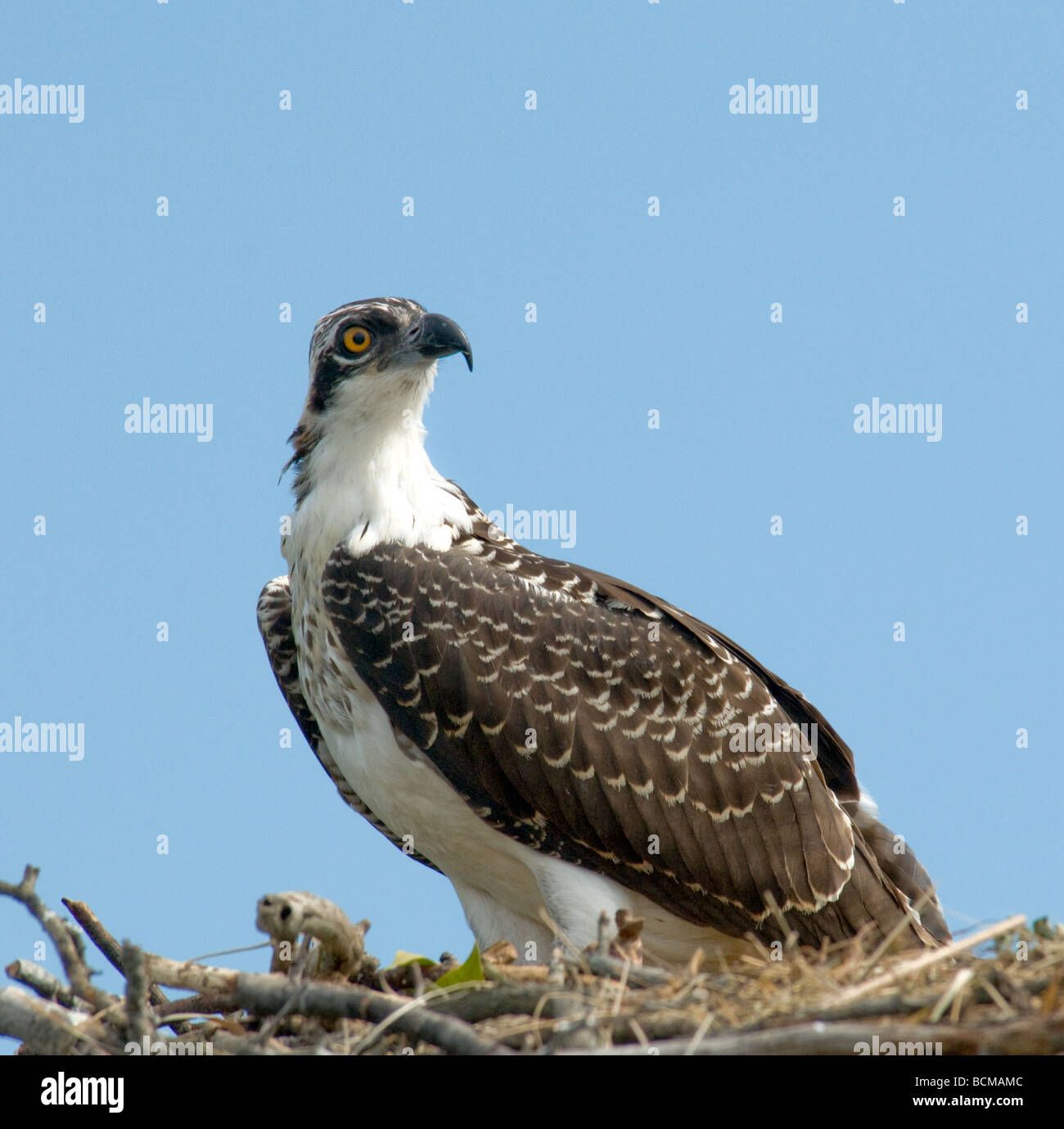 Baby osprey hires stock photography and images Alamy