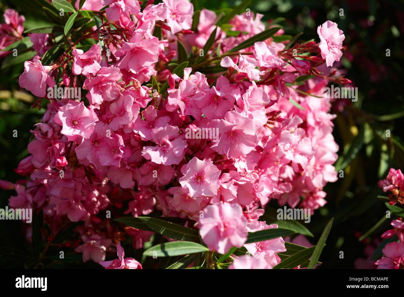 Leander flowers Stock Photo - Alamy