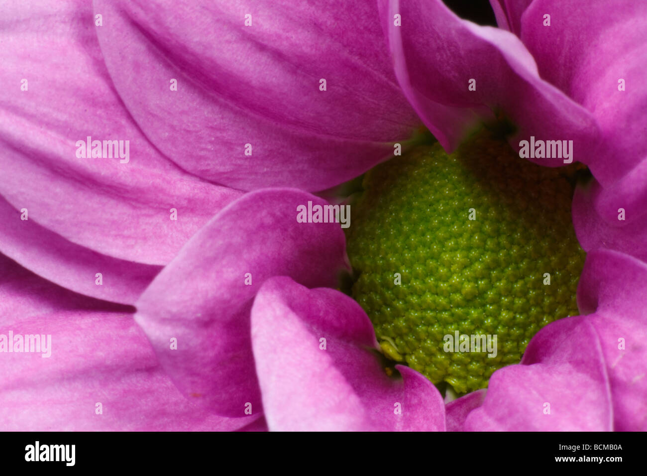 Chrysanthemum hybrid hi-res stock photography and images - Alamy