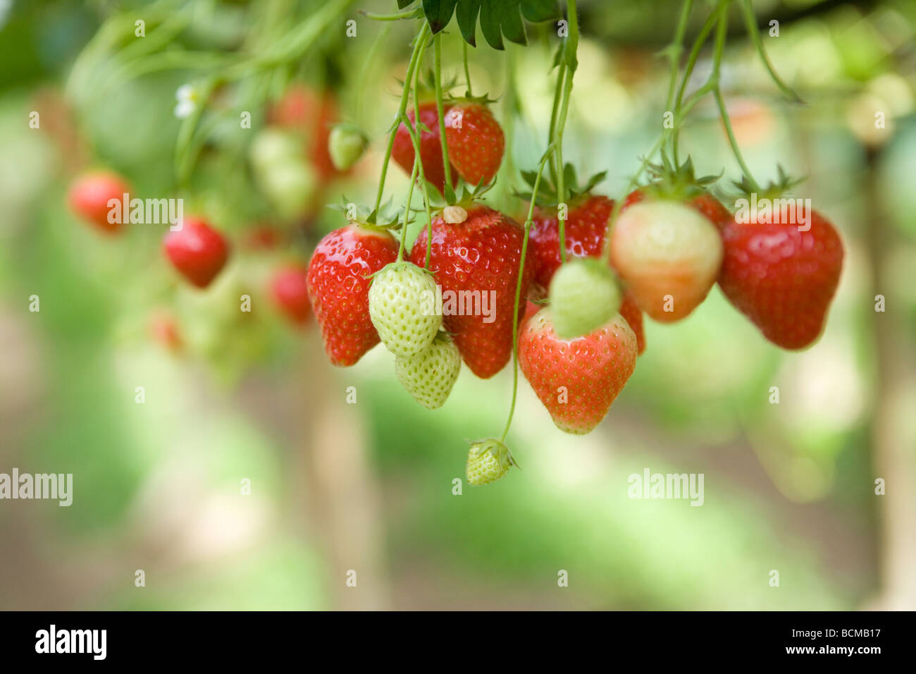 Strawberries ripen under Poly-tunnels Stock Photo