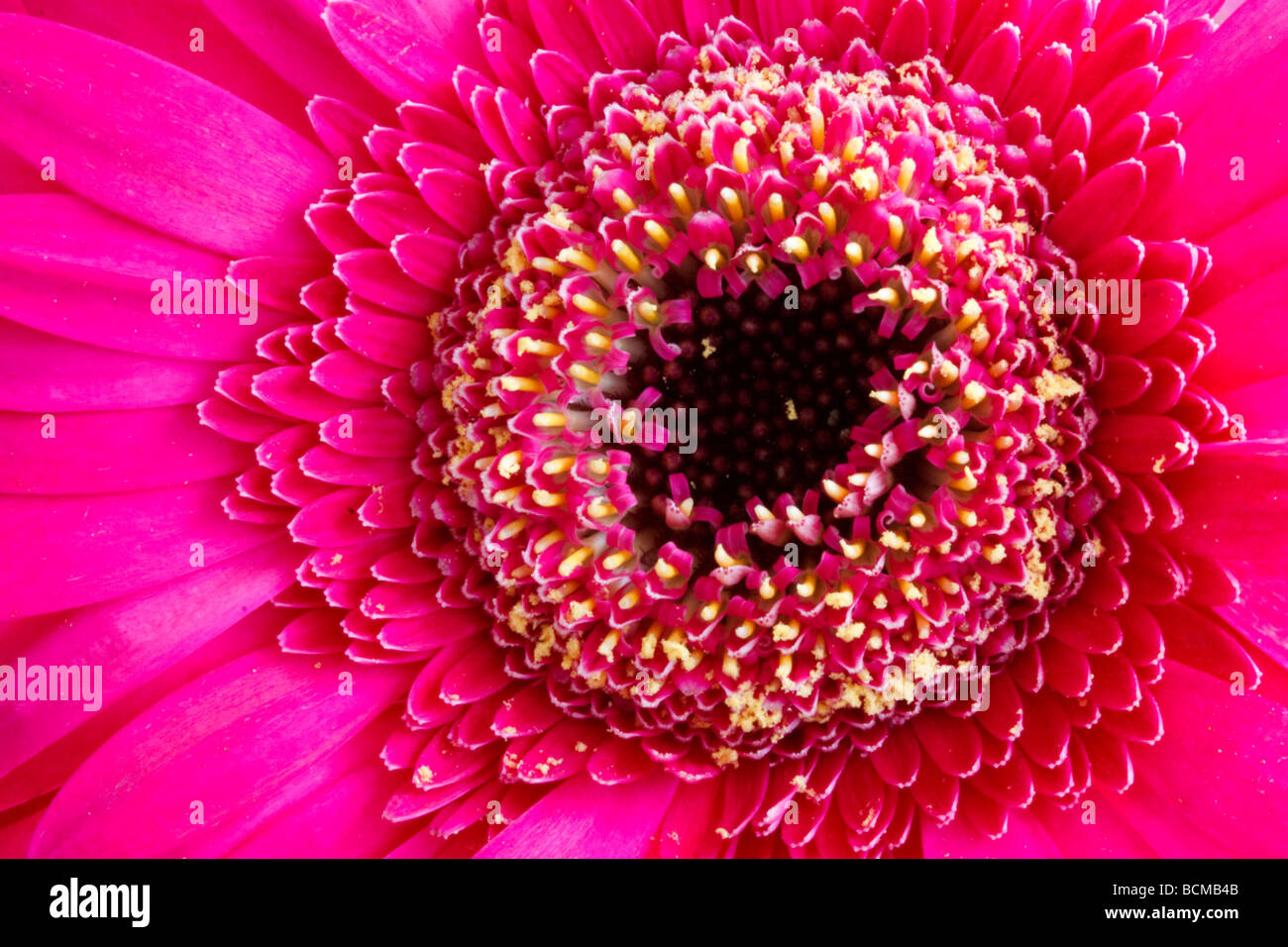 Pink Gerbera (Asteraceae Stock Photo Alamy